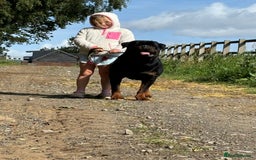 Rottweiler dogs for sale: 🏆Repeat breeding by No.1 Stud in the UK METAL!!🏆 - Image 5