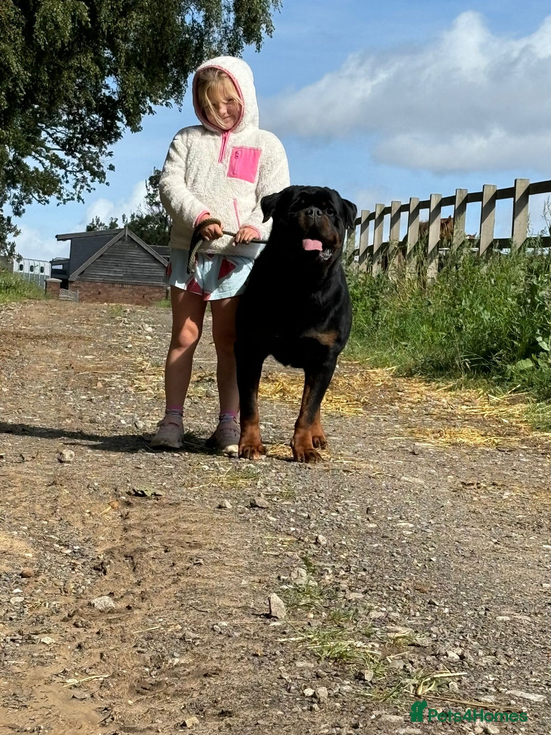 Rottweiler dogs for sale: 🏆Repeat breeding by No.1 Stud in the UK METAL!!🏆 - Image 5