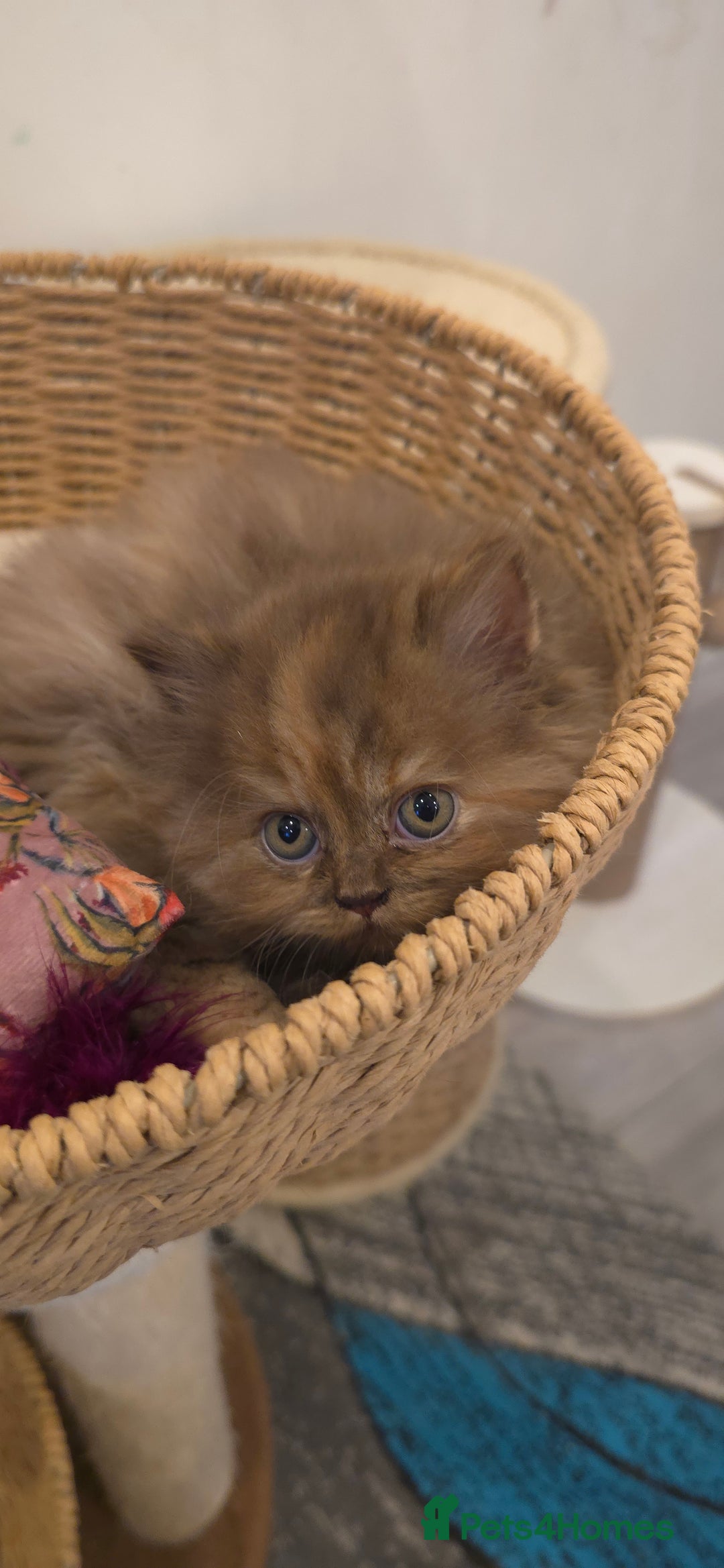 British Shorthair cats for sale: ✨ British Shorthair & Longhair Kittens Available ✨ - Advert 5