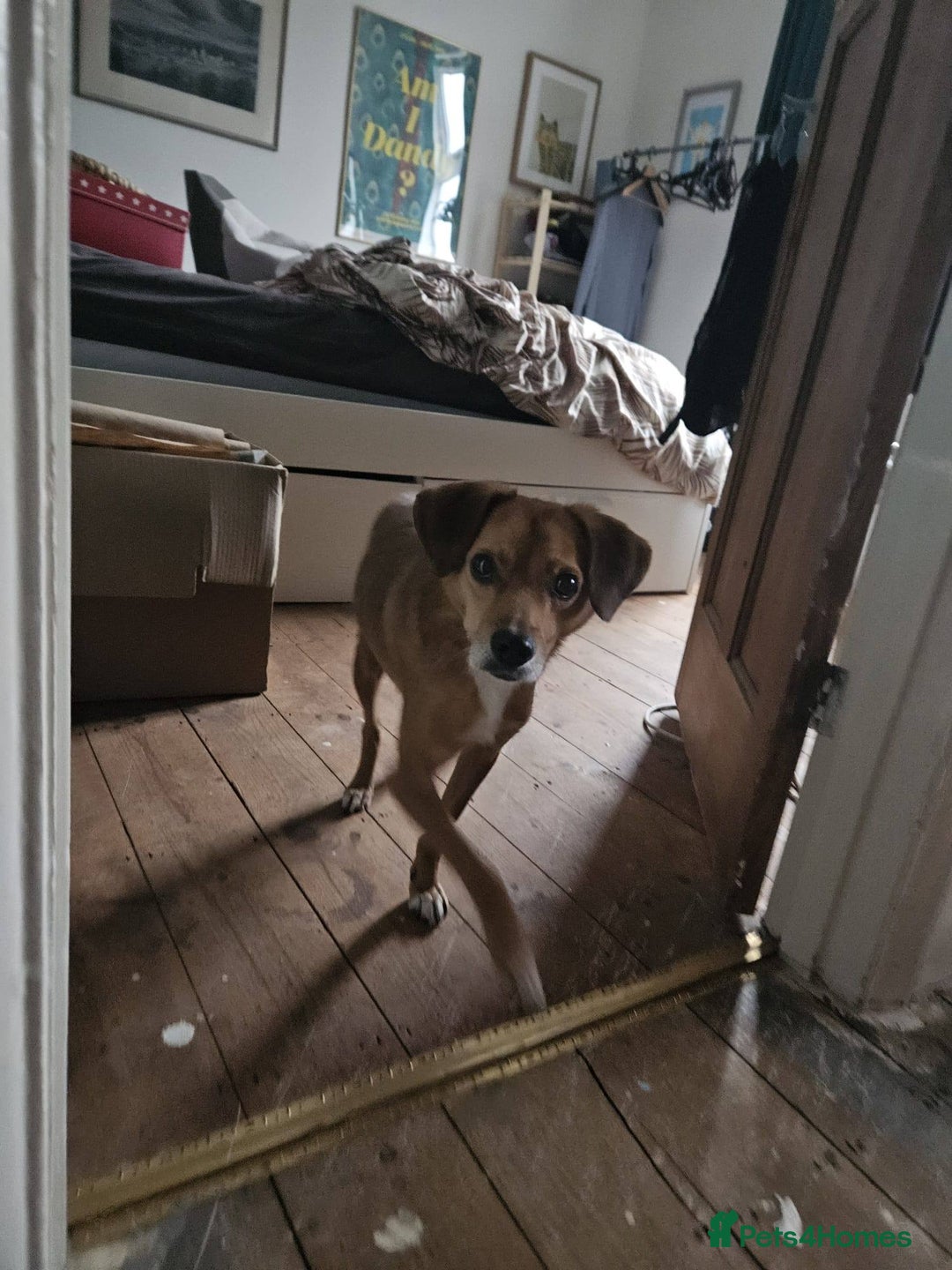 Mixed Breed dogs for adoption: Michael for adoption - Advert 8