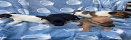 Jack Russell dogs for sale: Miniature Jack Russell‘s - Advert 1