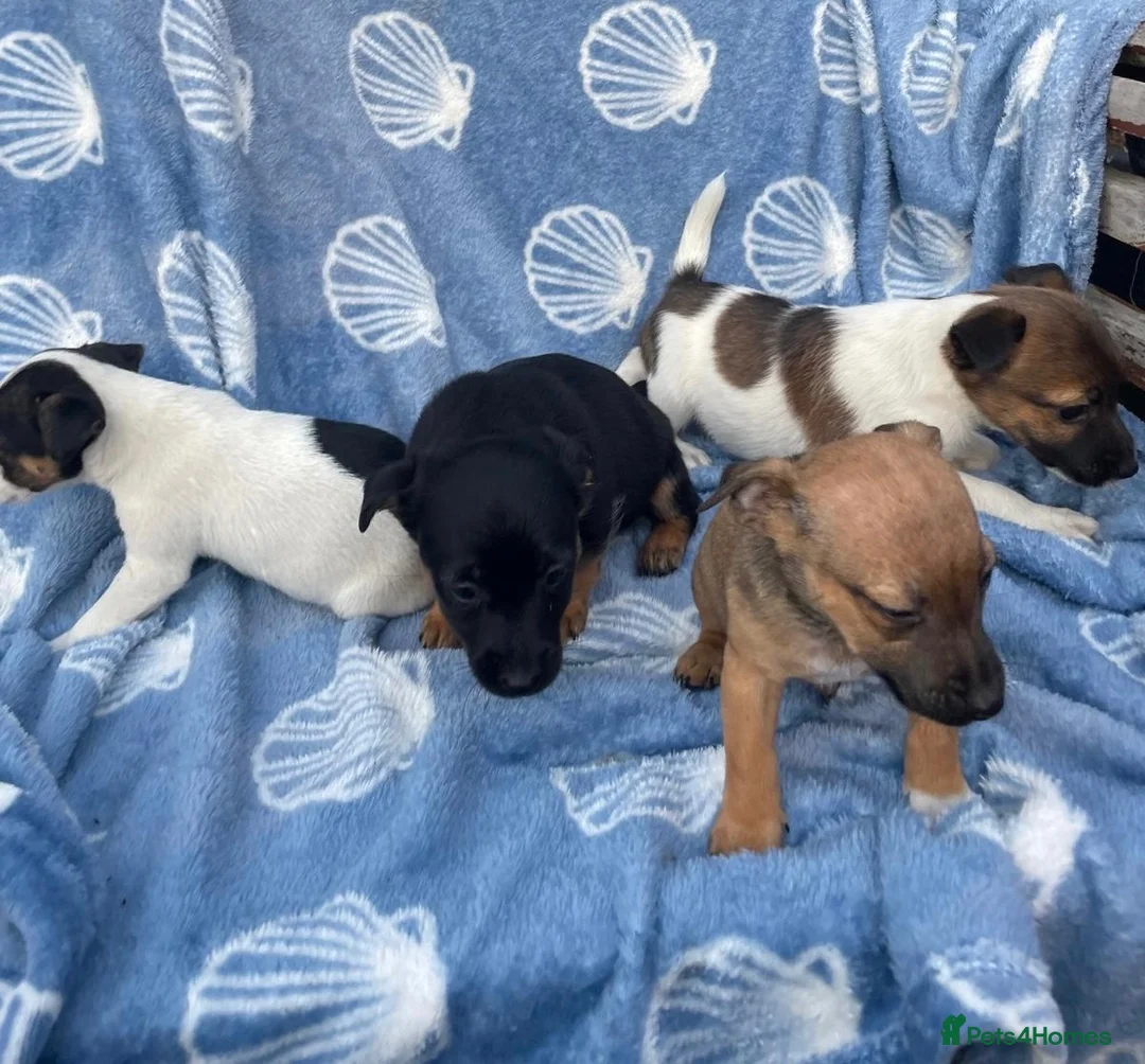Jack Russell dogs for sale: Miniature Jack Russell‘s - Advert 1