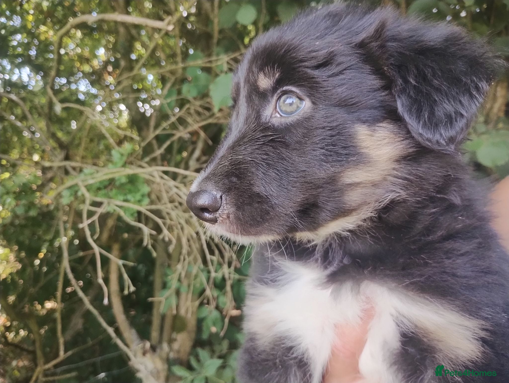 Border Collie dogs Traditional Border Collie Puppies - Advert 3