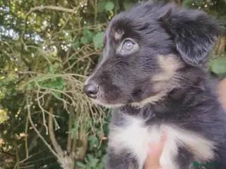 Border Collie dogs Traditional Border Collie Puppies - Advert 3