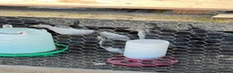 Guinea Fowl poultry for sale: Guinea fowl keets  in Wells-next-the-Sea - Advert 4