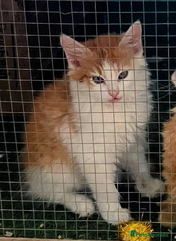Norwegian Forest Cat cats for sale: Beautiful Norwegian Forest Kittens in Maidstone - Advert 5