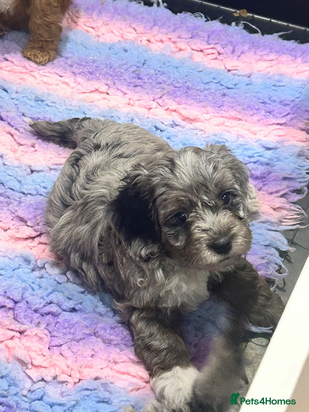 Cockapoo dogs for sale: Gorgeous cockapoo pups!! - Advert 1