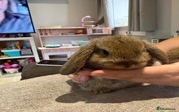 Mini Lop rabbits for sale: Mini Lop Babies ready to reserve - Image 6
