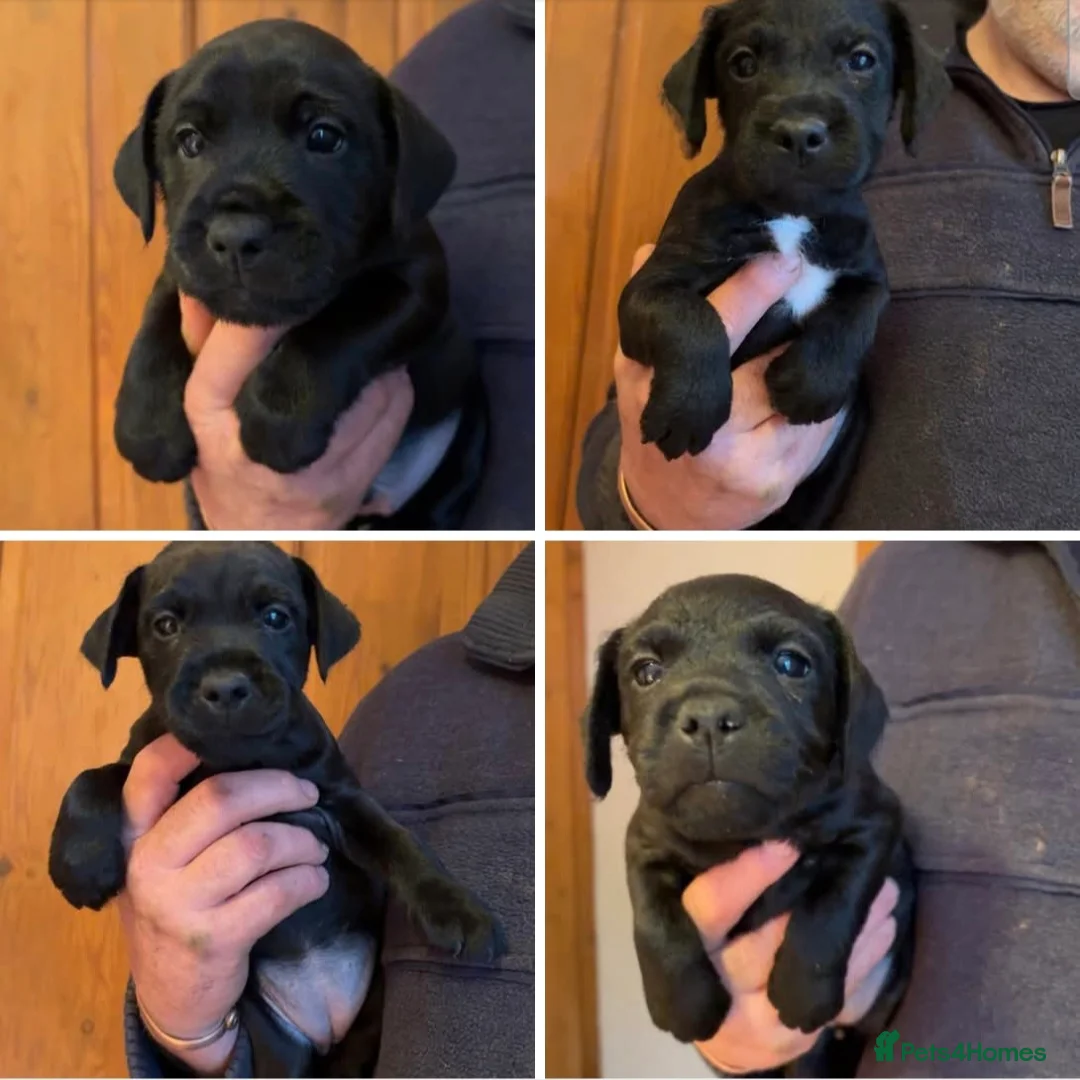 Patterdale Terrier dogs for sale: Patterdale puppies for sale  - Advert 1