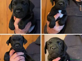 Patterdale Terrier dogs Patterdale puppies for sale - Advert 4