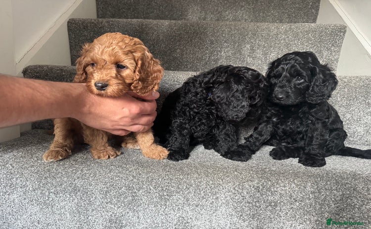 Mixed Breed dogs - Advert 10