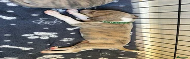 Whippet 2