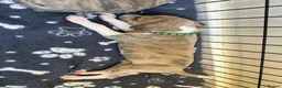 Whippet dogs for sale: KC registered whippet puppies  - Advert 14
