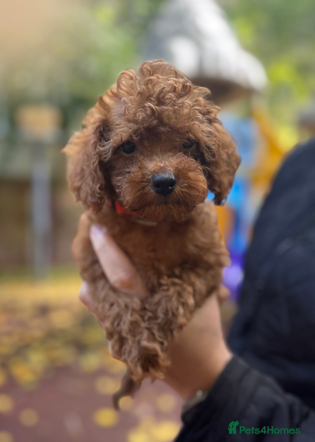 Toy Poodle dogs for sale: Adorable Toy Poodle Puppies  - Image 18
