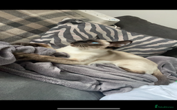 Siamese cats for sale: Siamese cats  - Image 2