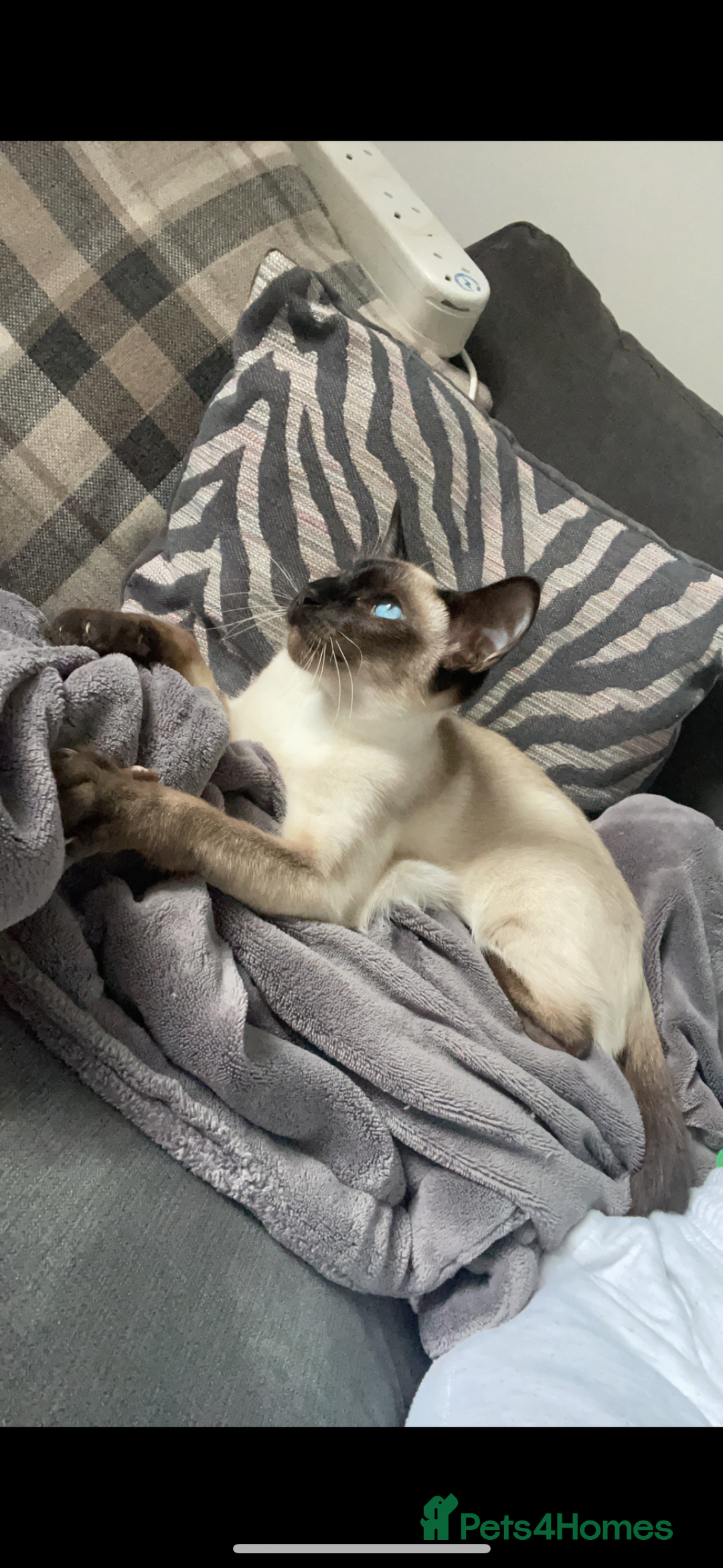 Siamese cats for sale: Siamese cats  - Image 2