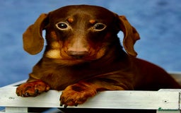 Miniature Dachshund dogs for adoption: Rudi: The Silent Soul Who Survived the Unthinkable - Image 1