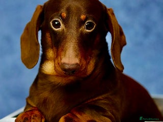 Miniature Dachshund dogs - Advert 6
