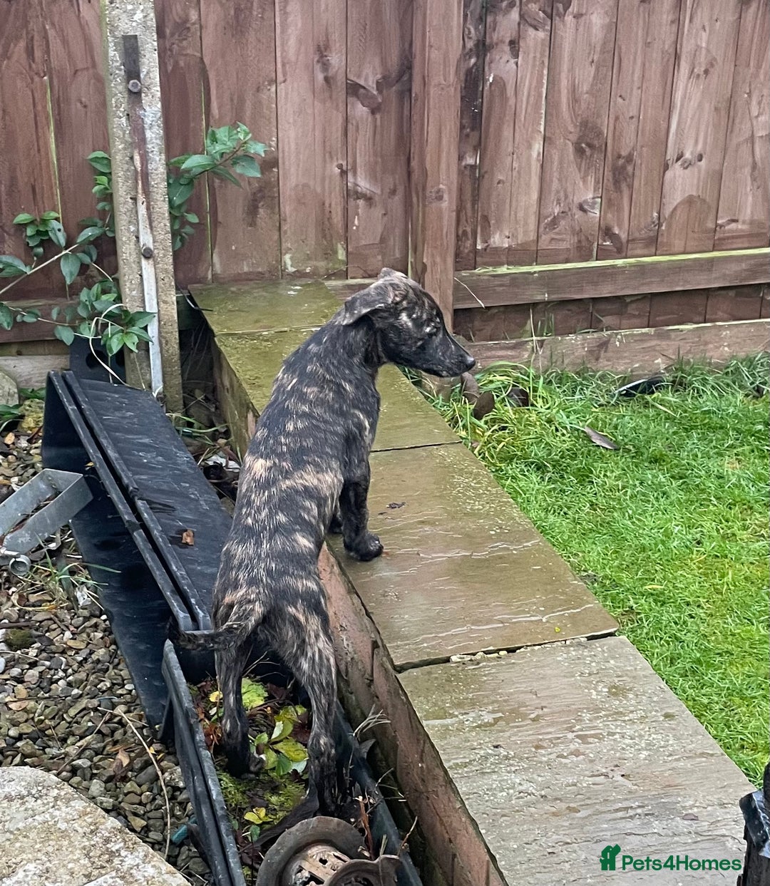 Lurcher dogs for sale: last pup lurcher dog - Advert 6
