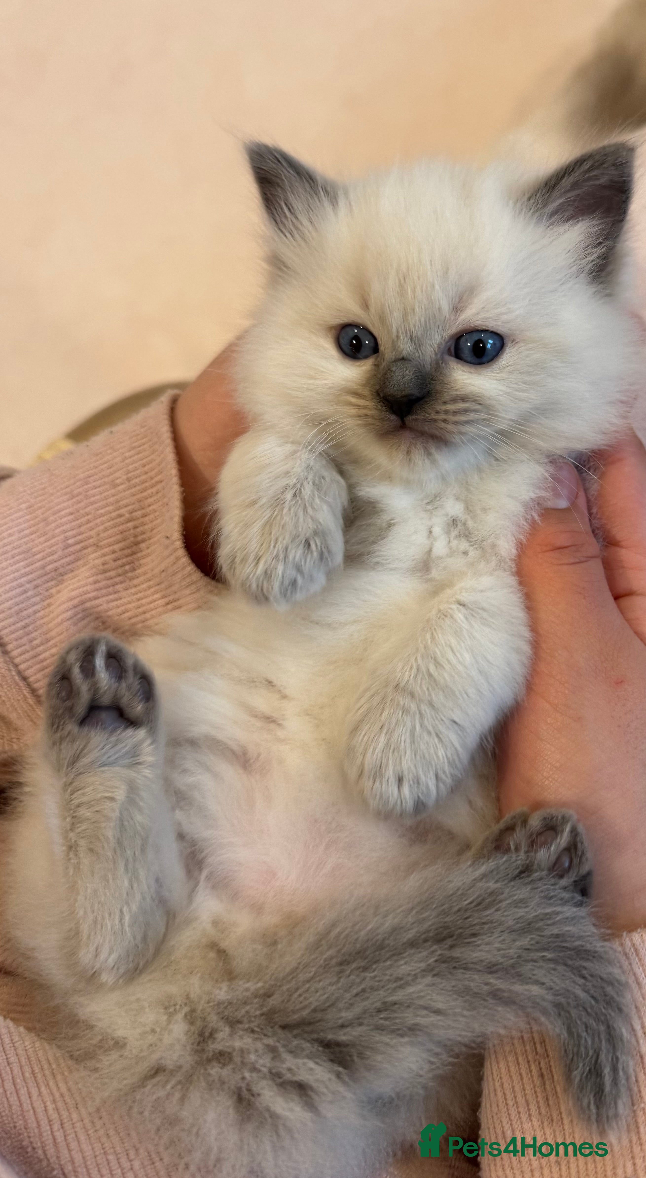 Ragdoll cats Pure Blue Point Ragdoll kittens  - Advert 4
