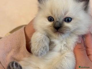 Ragdoll cats Pure Blue Point Ragdoll kittens - Advert 4