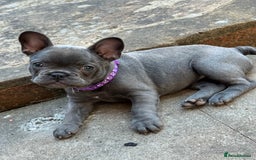 French Bulldog dogs for sale: french bulldog puppy for sale  - Image 4
