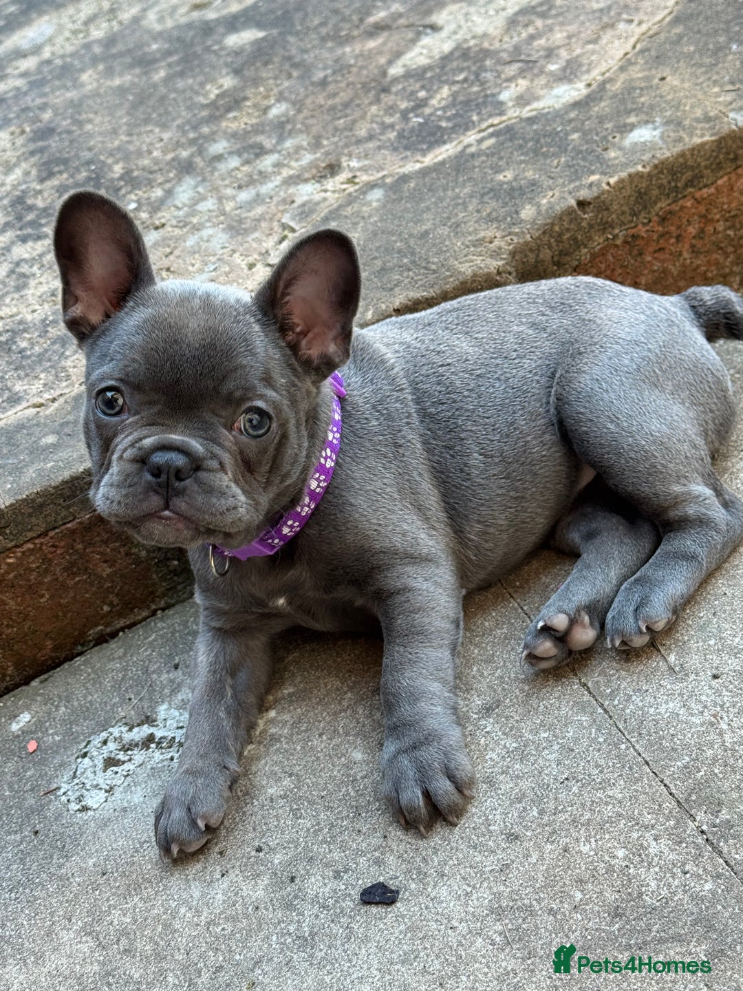 French Bulldog dogs for sale: french bulldog puppy for sale  - Image 4
