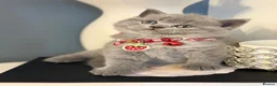Scottish Fold cats for sale: Last female Scottish fold kittens 🐾 - Advert 16