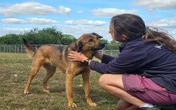Mixed Breed dogs for adoption: Mila Looking For Her Forever Home  - Image 3