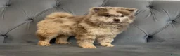 Chow Chow dogs for sale: Stunning exotic colour chowski puppies for sale  - Advert 3