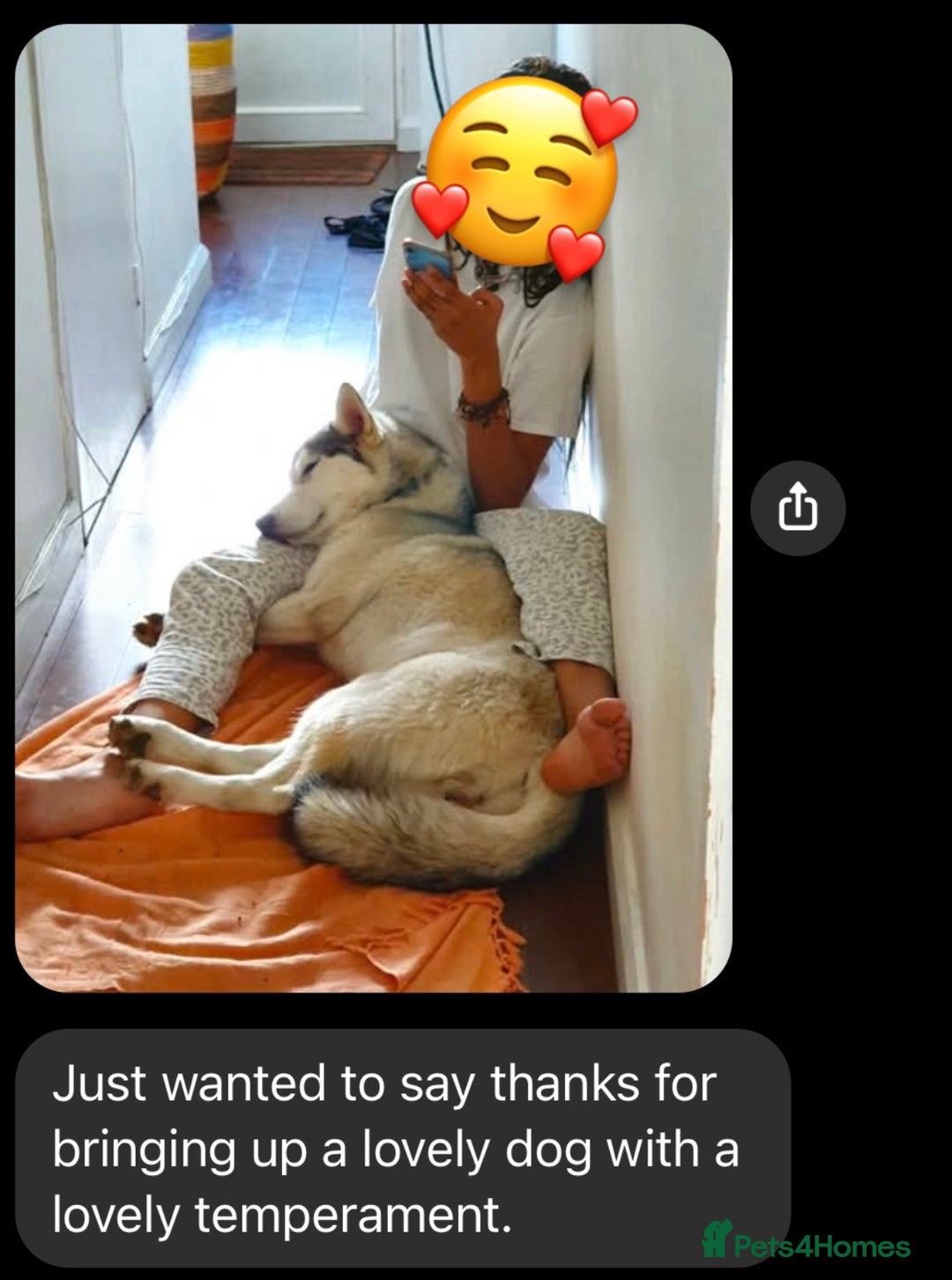 Utonagan dogs for sale: Siberian Husky cross Alaskan Malamutes Puppies - Image 15