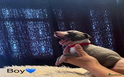 Whippet dogs for sale: Beautiful whippet whippet pups 🥰 - Image 7