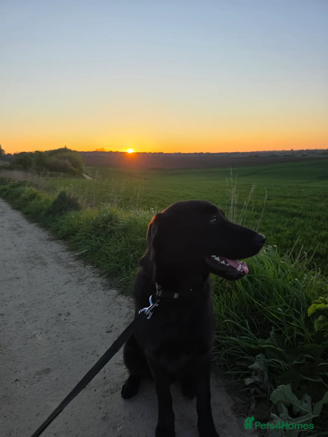 Labrador Retriever dogs for sale: Black labrador  - Advert 4
