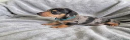 Miniature Dachshund dogs for sale: Miniature Dachshund Puppies - Advert 3