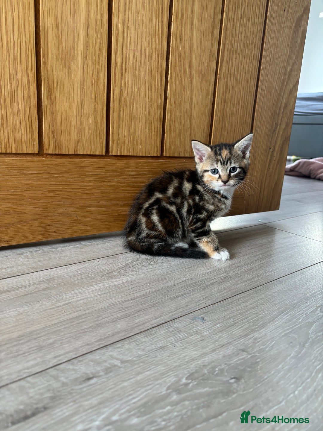 Mixed Breed cats for sale: 😻Happy kittens 😻 - Image 3