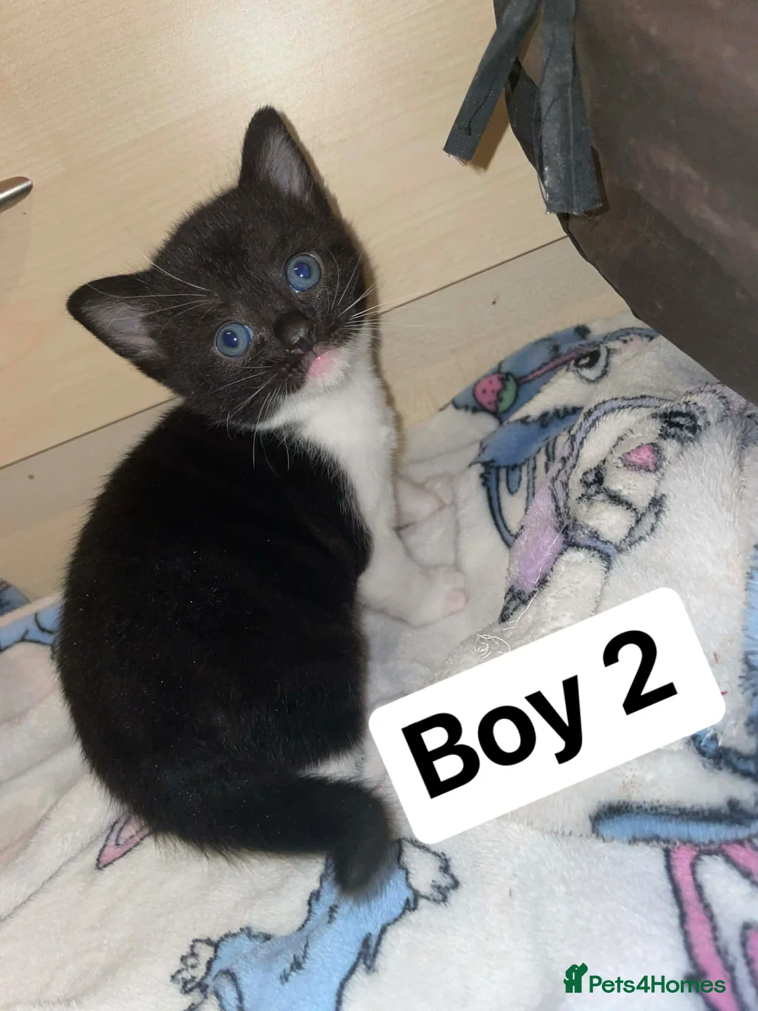 Mixed Breed cats for sale: Kittens in Leven - Advert 2