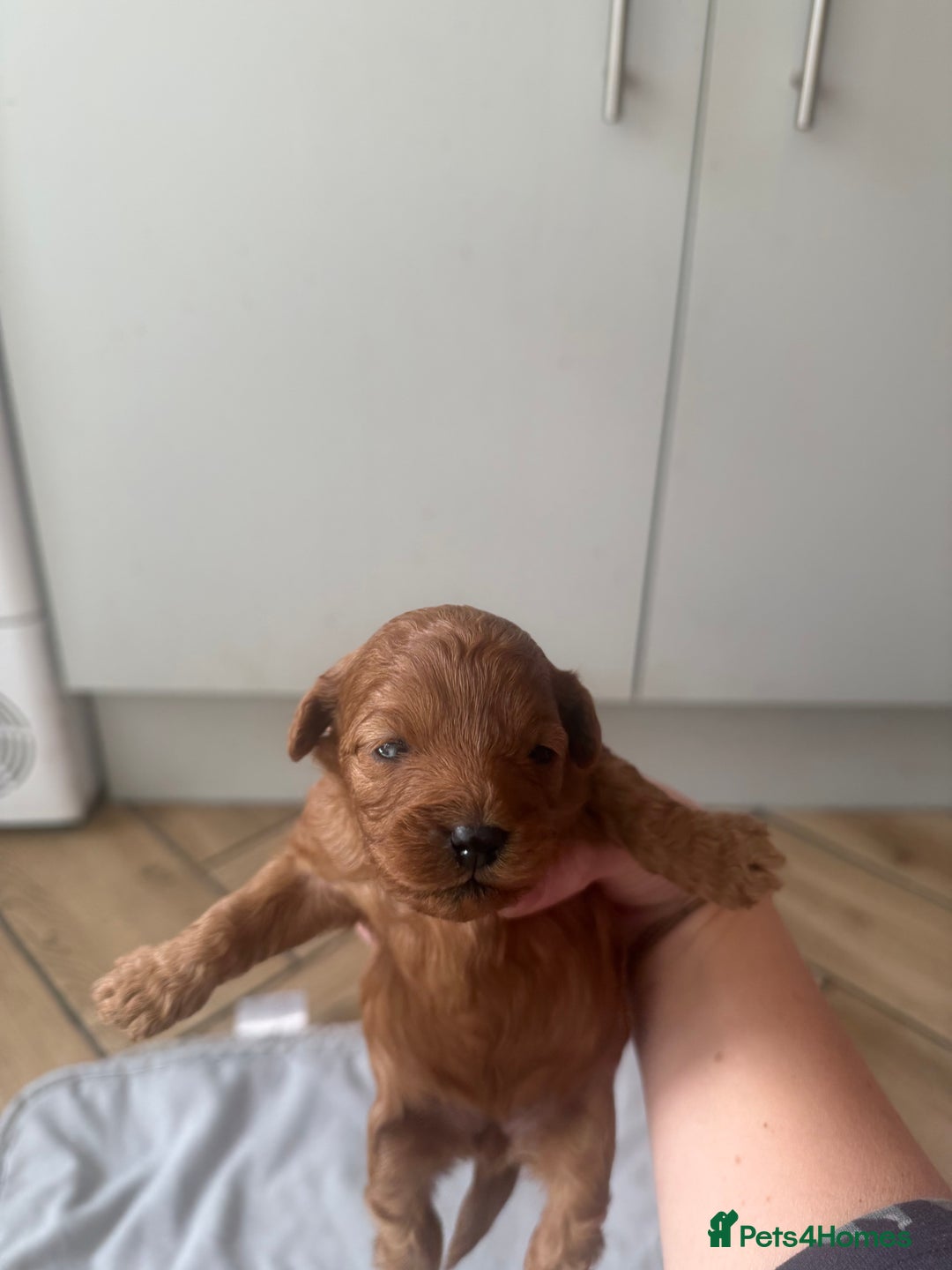 Cavapoo dogs for sale: Adorable F1B Cavapoo Puppies - Advert 4