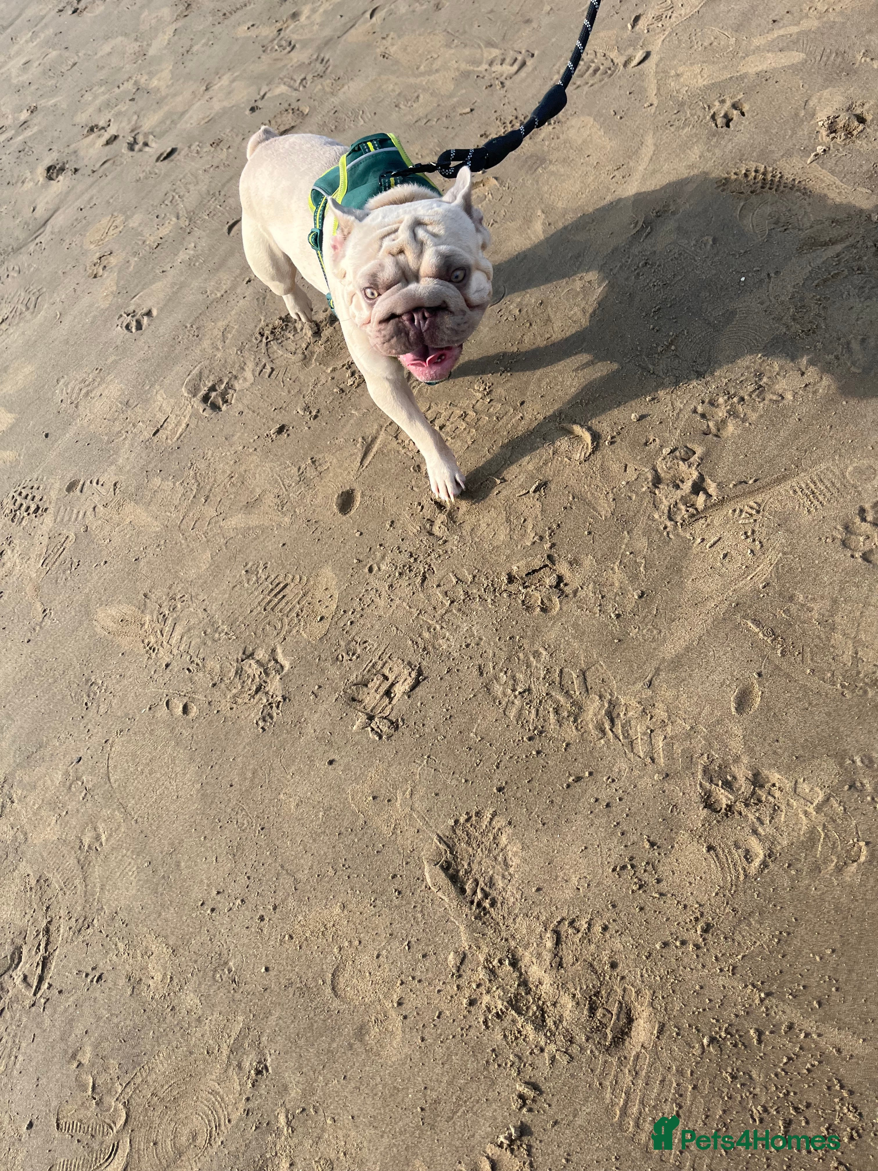 French Bulldog dogs French bulldog - Advert 1