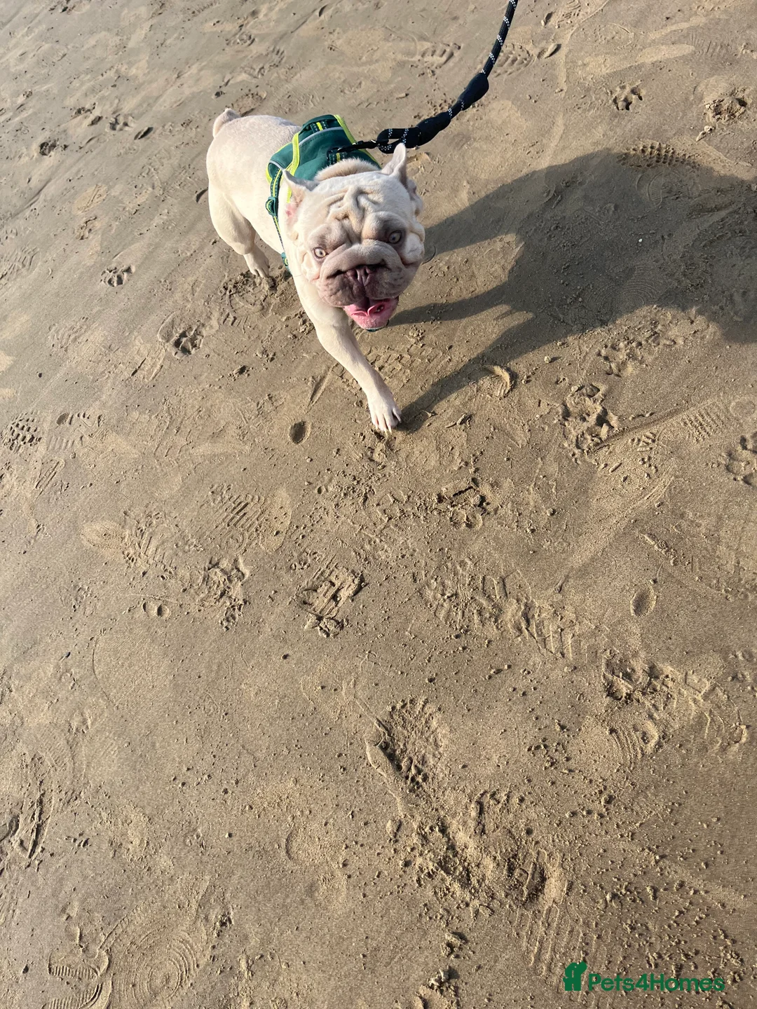 French Bulldog dogs for sale: French bulldog - Advert 1