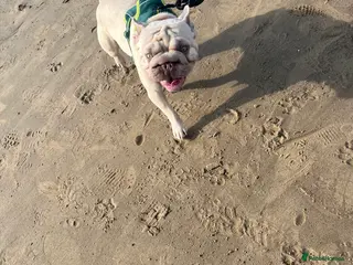 French Bulldog dogs French bulldog - Advert 1