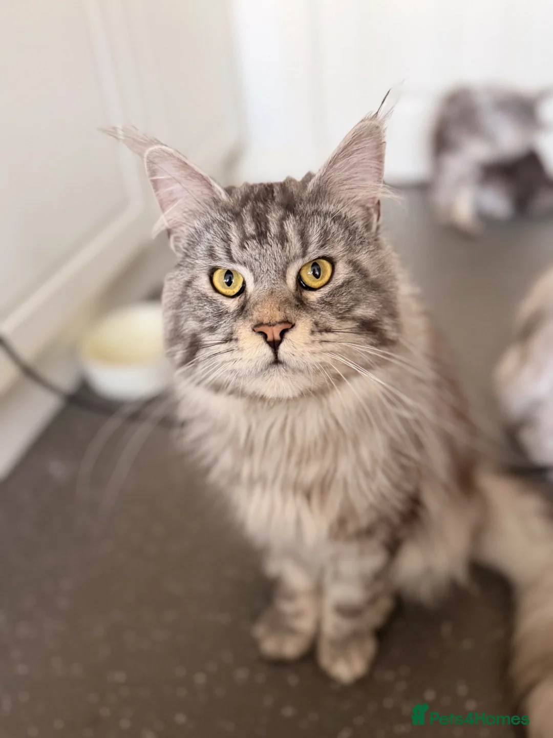 Maine Coon cats for sale: Beautiful Maine coons  - Advert 3