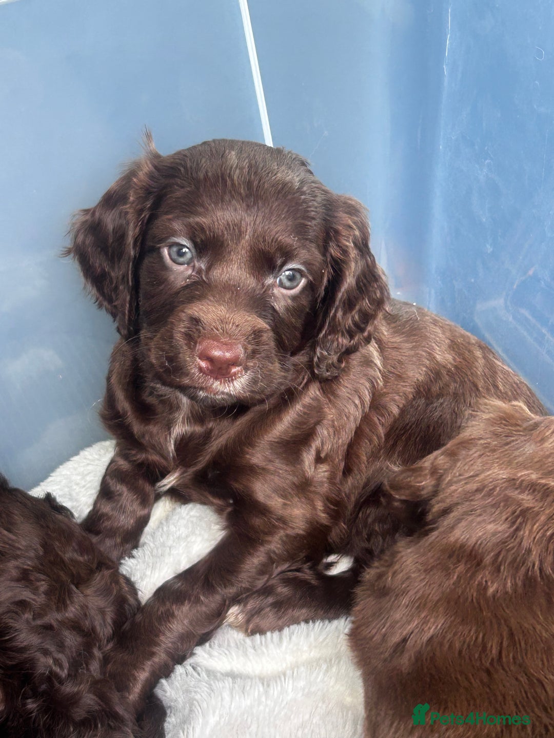 Cockapoo dogs for sale: beautiful toy cockapoo - Image 2