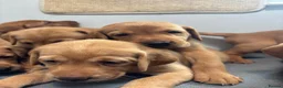 Labrador Retriever dogs for sale: 10 adorable fox red Labrador puppies  - Advert 9