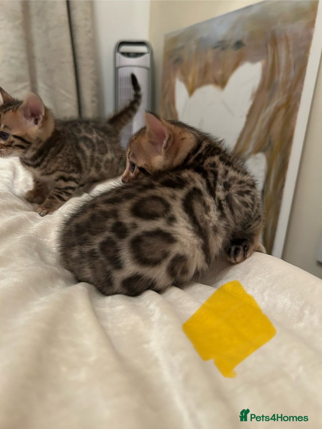 Bengal cats for sale: ❤️ Stunning Bengal Kittens for Reservation ❤️ - Advert 18