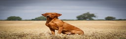 Labrador Retriever dogs for stud: Fantastic Proven Working Labrador at Stud in Melton Mowbray - Advert 2