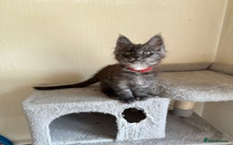 Maine Coon cats for sale: Pedigree GCCF Russian Import line Maine Coons - Image 12