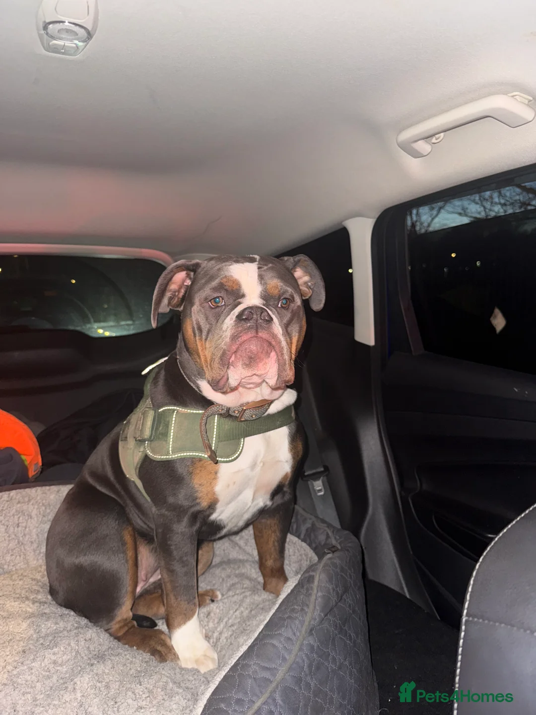 Olde English Bulldogge dogs for sale: 12 month old olde English bulldoggue  - Advert 3