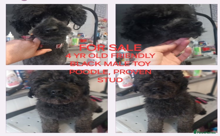 Toy Poodle dogs - Advert 9