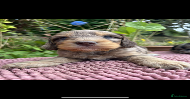 Cockapoo dogs - Advert 3