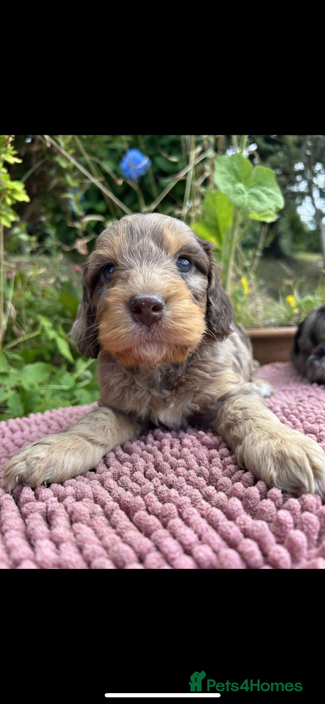 Cockapoo dogs for sale: Cockapoo puppies beautiful colours  - Image 8